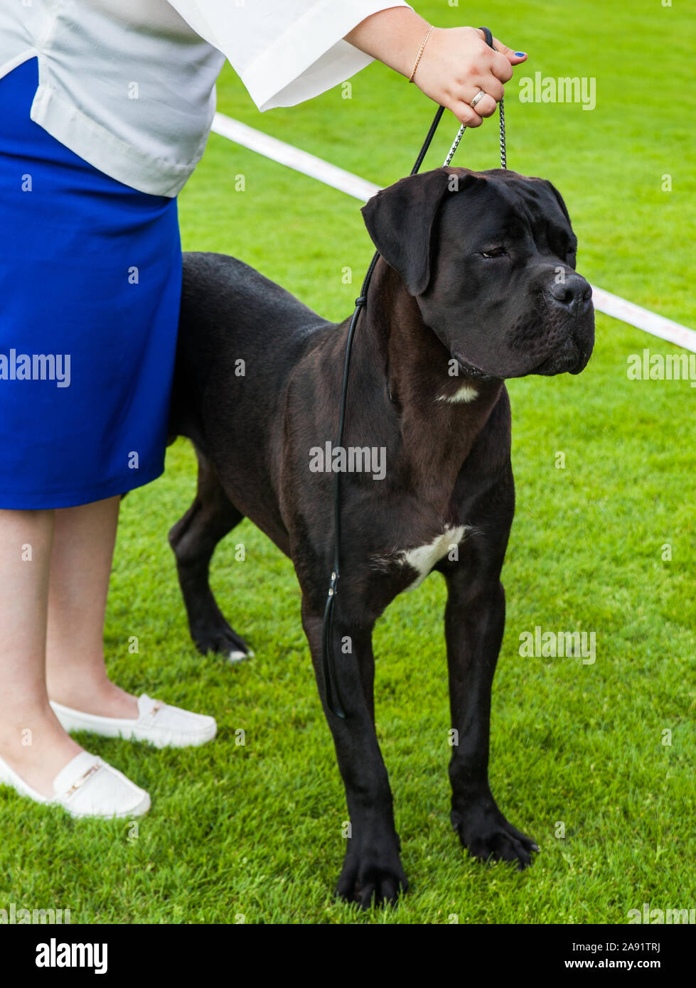 Love This Breed Of Dog Corso Dog Cane Corso Cane Corso Dog