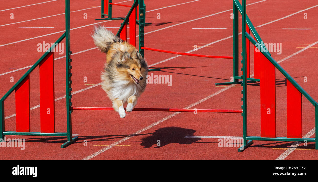 Dog is jumping above sports barrier Stock Photo Alamy