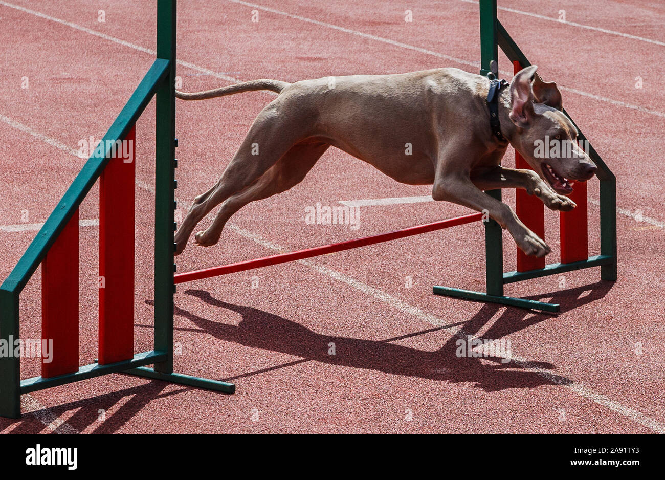 Dog is jumping above sports barrier Stock Photo Alamy