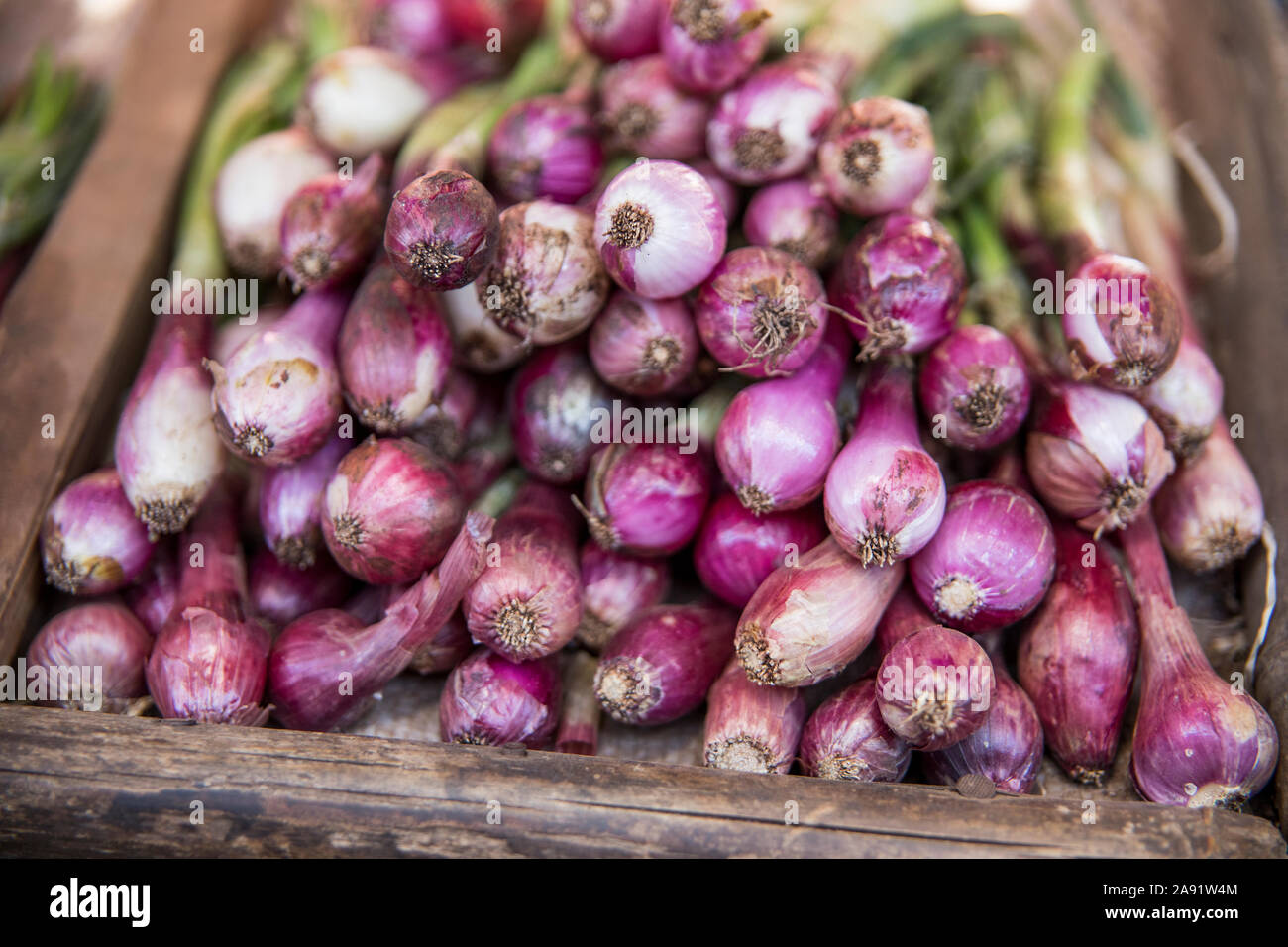 Red onions Stock Photo