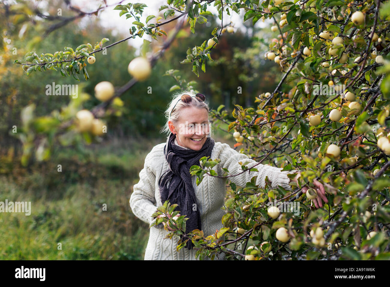 Woman picking apples Stock Photo
