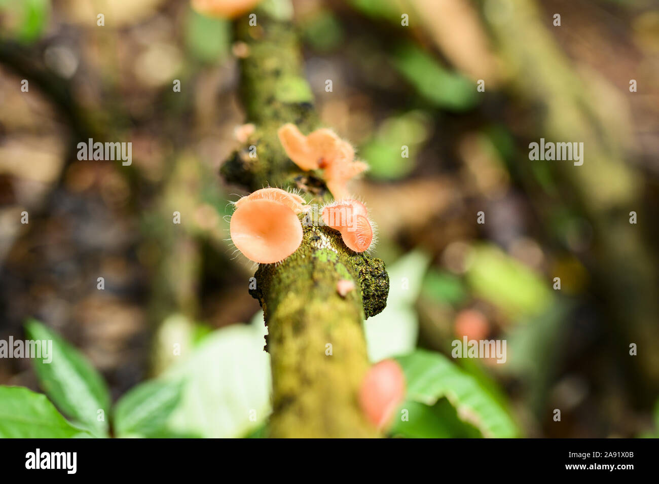 (Selective Focus) Close-up view of some Cookeina mushrooms. Cookeina is a genus of cup fungi in the family Sarcoscyphaceae. Stock Photo