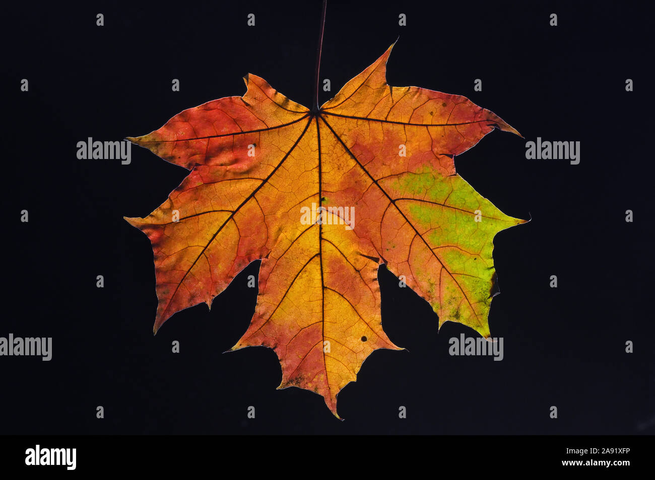 Colorful Autumn Leaf On Black Stock Photo
