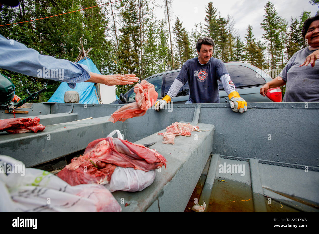 The Chipewyan band of First Nation that lives in Fort McKay are worried about the environmental impact of allowing the oil sand companies to operate in their neighborhood. Dennis LeCorde talks of twoheaded fish in the Athabasca River. His brother Howard LeCorde cuts meat from a freshly killed moose. Stock Photo