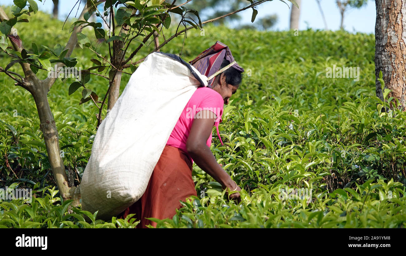 Tea Picker, Sri Lanka Stock Photo