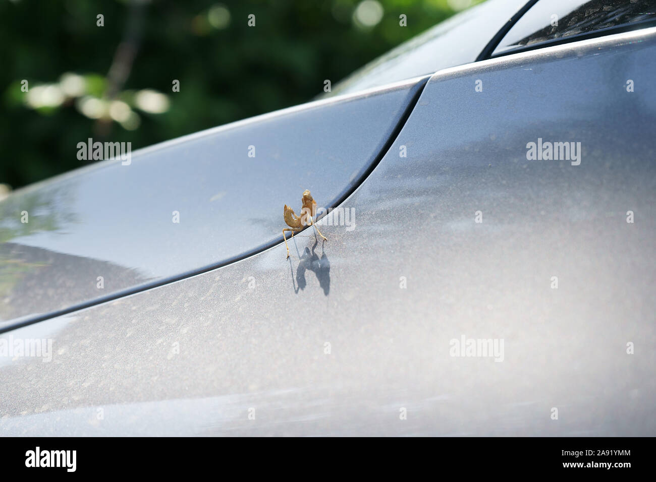 Mantis religiosa - praying mantis on car Stock Photo