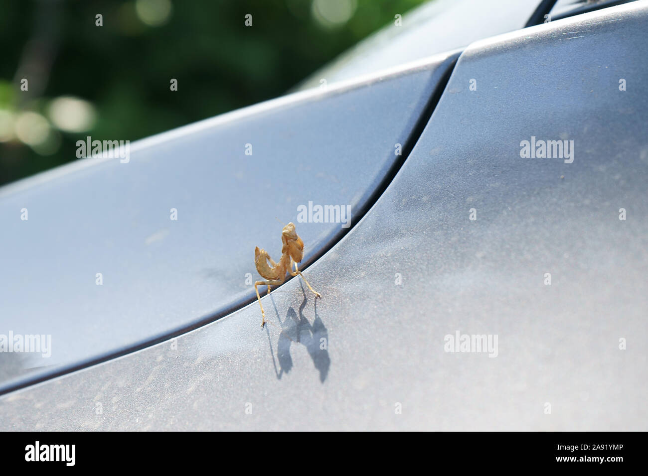 Mantis religiosa - praying mantis on car Stock Photo