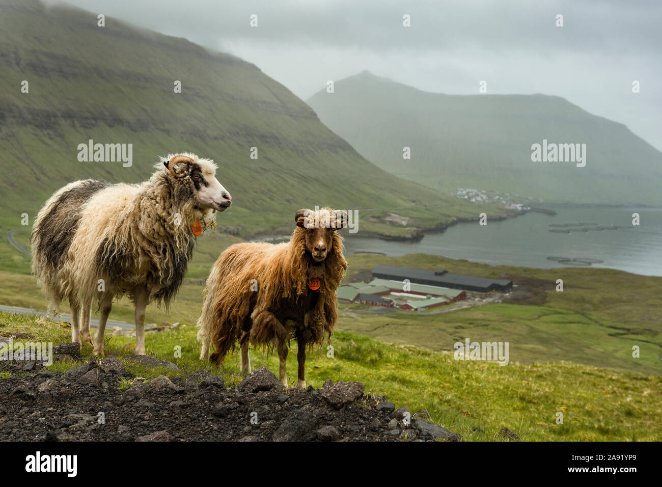Sheep on meadow Stock Photo - Alamy