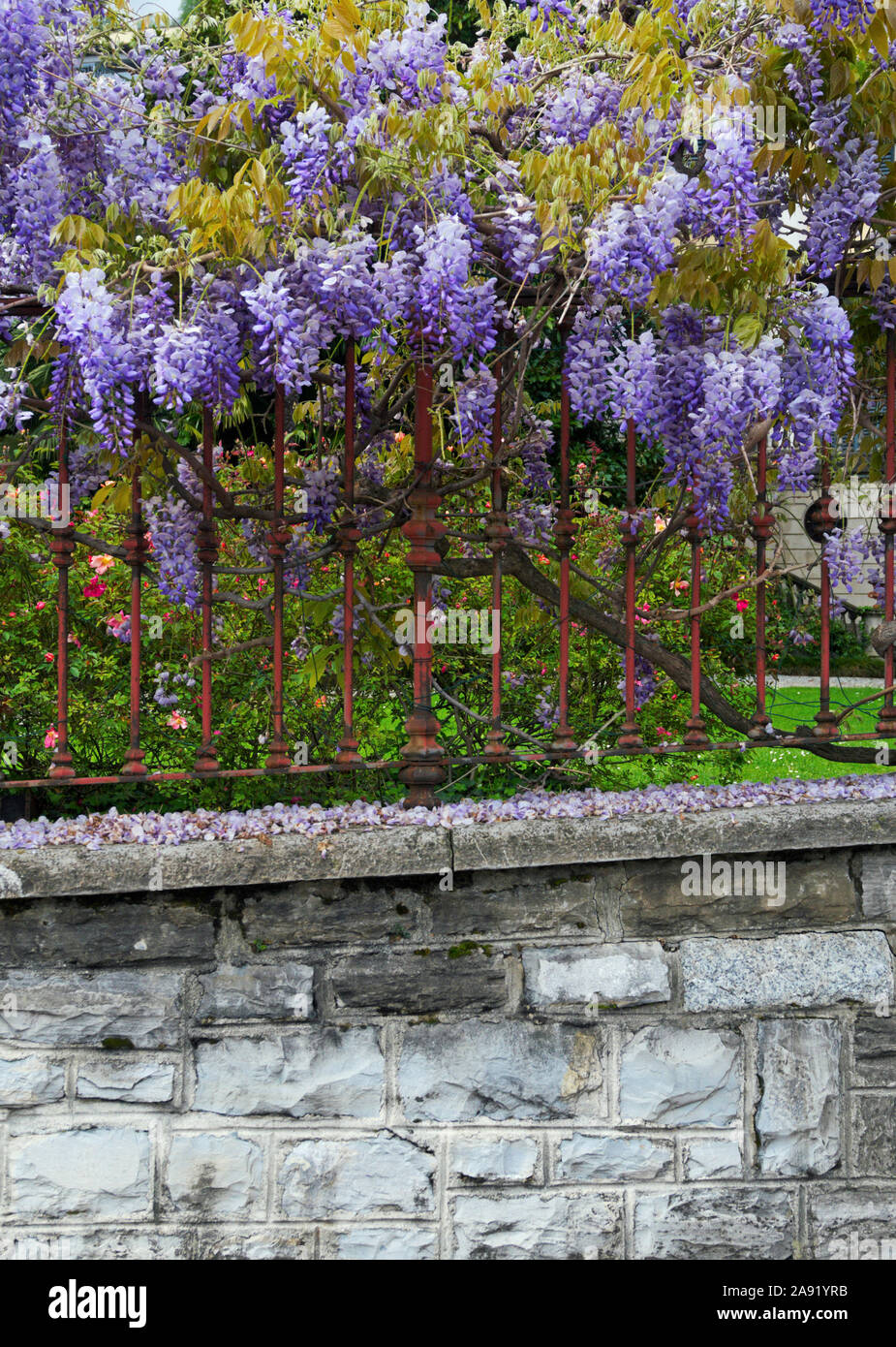 Wisteria Plant High Resolution Stock Photography and Images Alamy