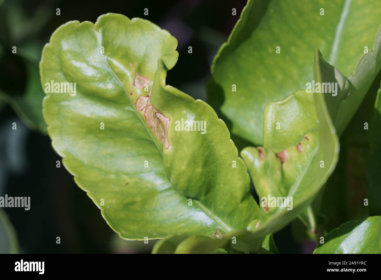 Leafs of lemon tree mined by a Citrus leaf miner (Phyllocnistis citrella) larva - Phyllocnistis citrella Stock Photo