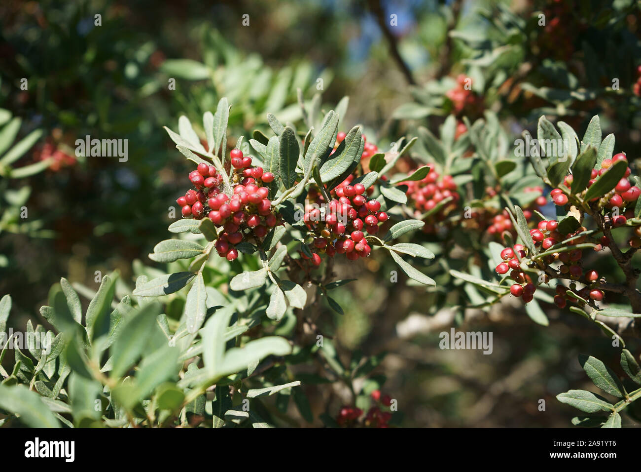 Bacche della pianta di Lentisco, Red berries of a mastic tree in Sardinia, Italy - Pistacia lentiscus close up Stock Photo