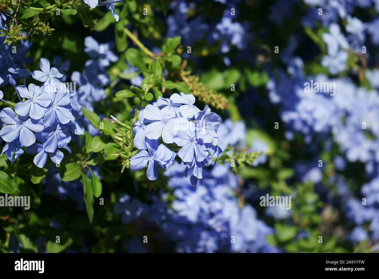 Flowers of Plumbago/Leadwort- Plumbago auriculata- Family Plumbaginaceae Stock Photo