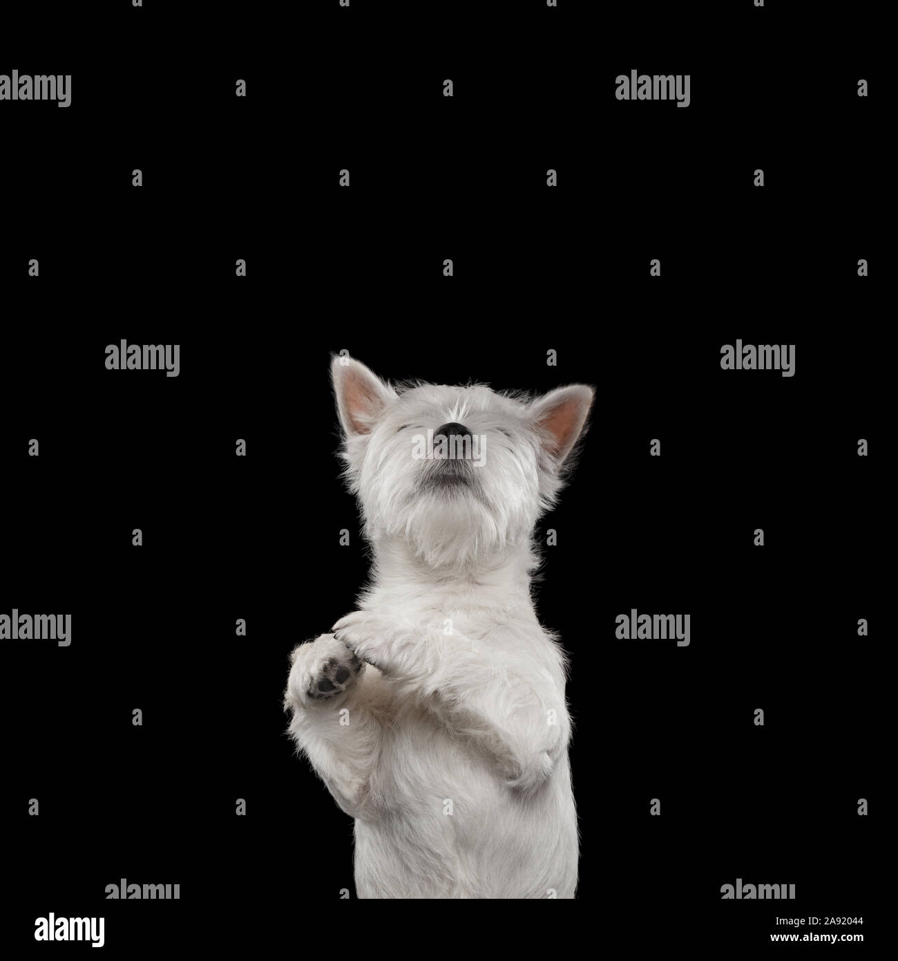 Cute West Highland White Terrier Dog Looking up and ask food on isolated black background Stock Photo