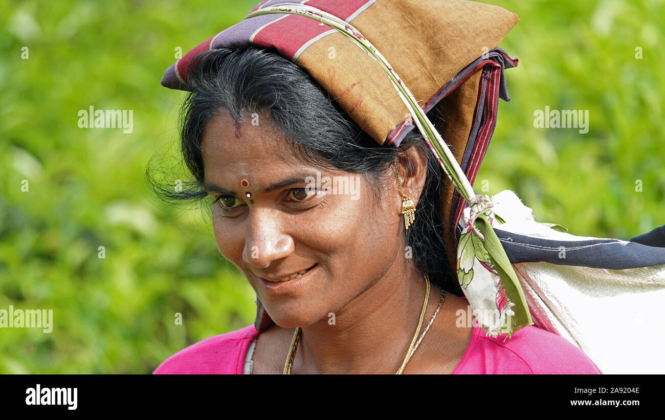 Tea Picker, Sri Lanka Stock Photo