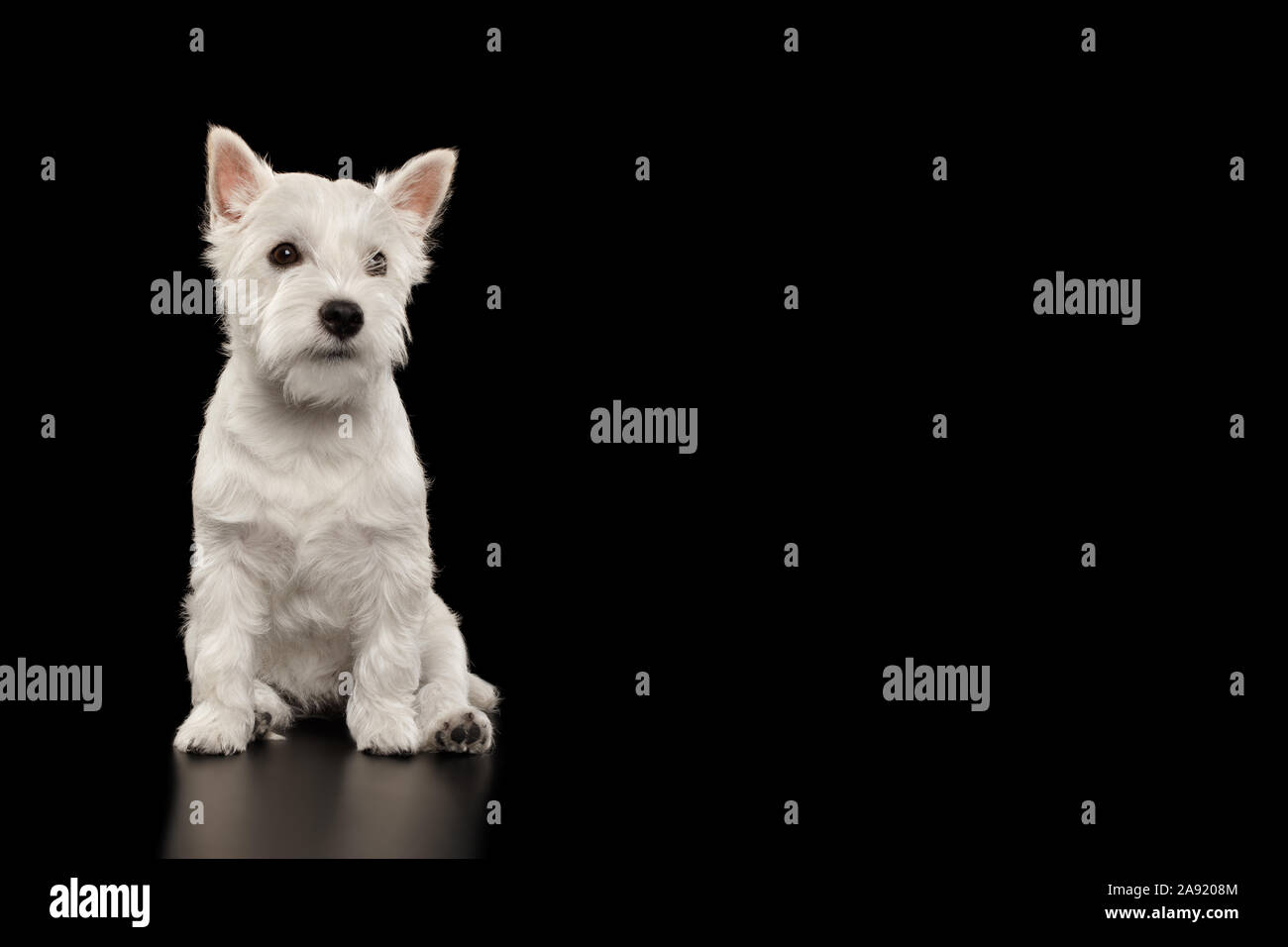 Cute West Highland White Terrier Dog Sitting on isolated black background Stock Photo