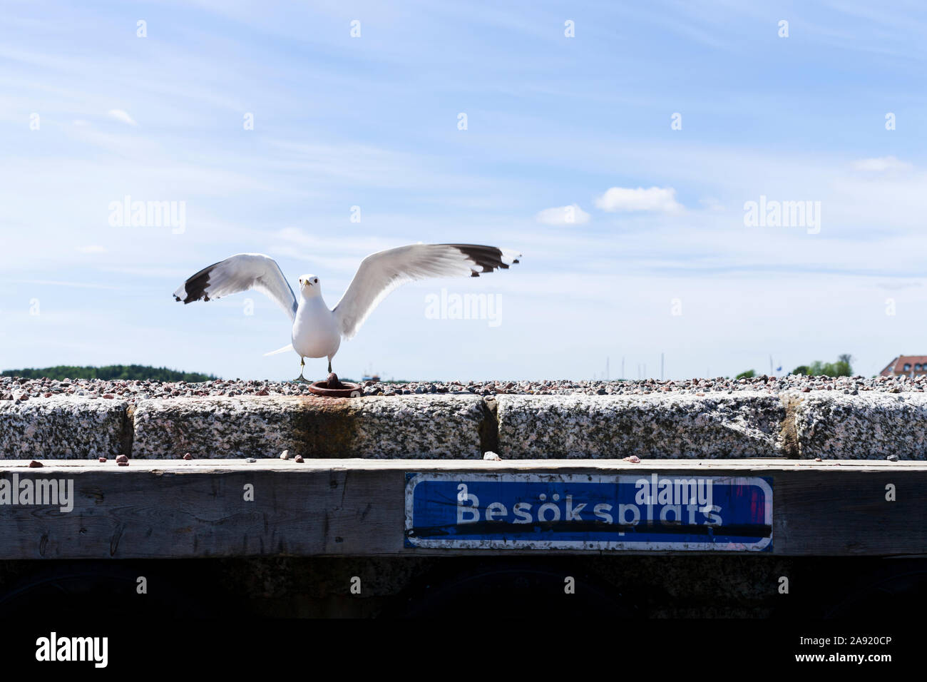 Seagull perching on wall Stock Photo