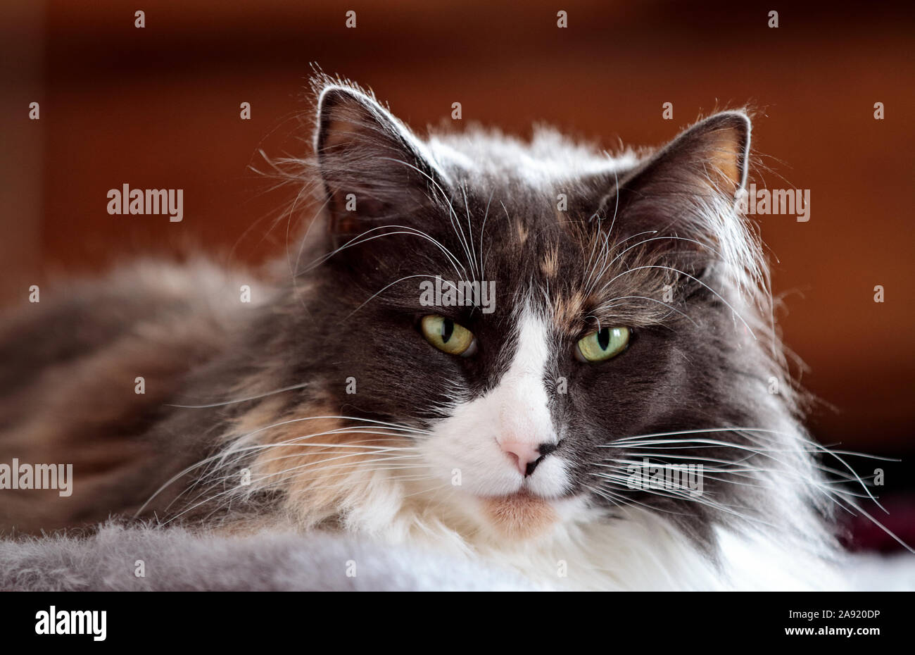 A close up of a norwegian forest cat female lying on gray sheepskin indoors Stock Photo