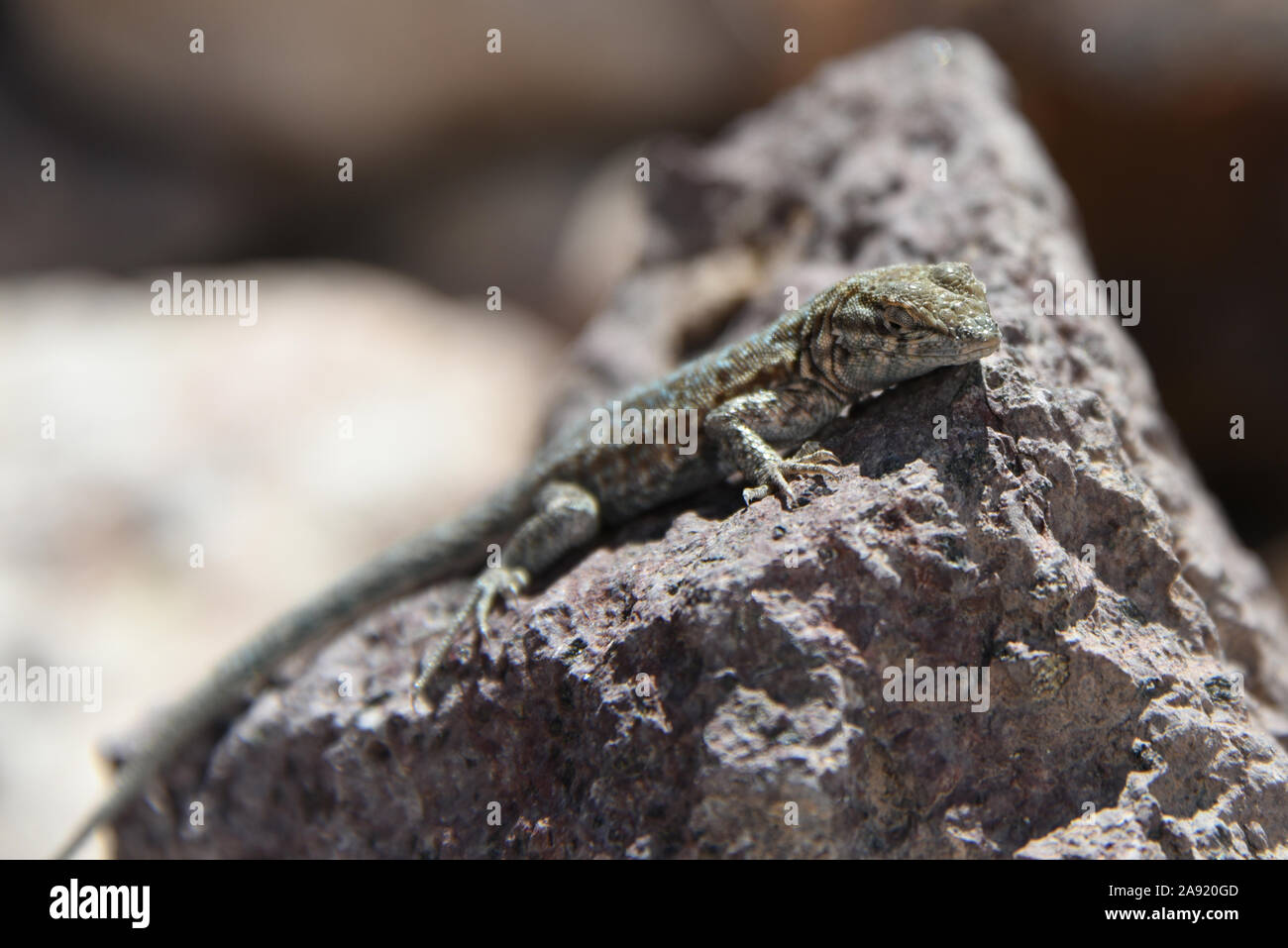 Lizard sitting on rock Stock Photo