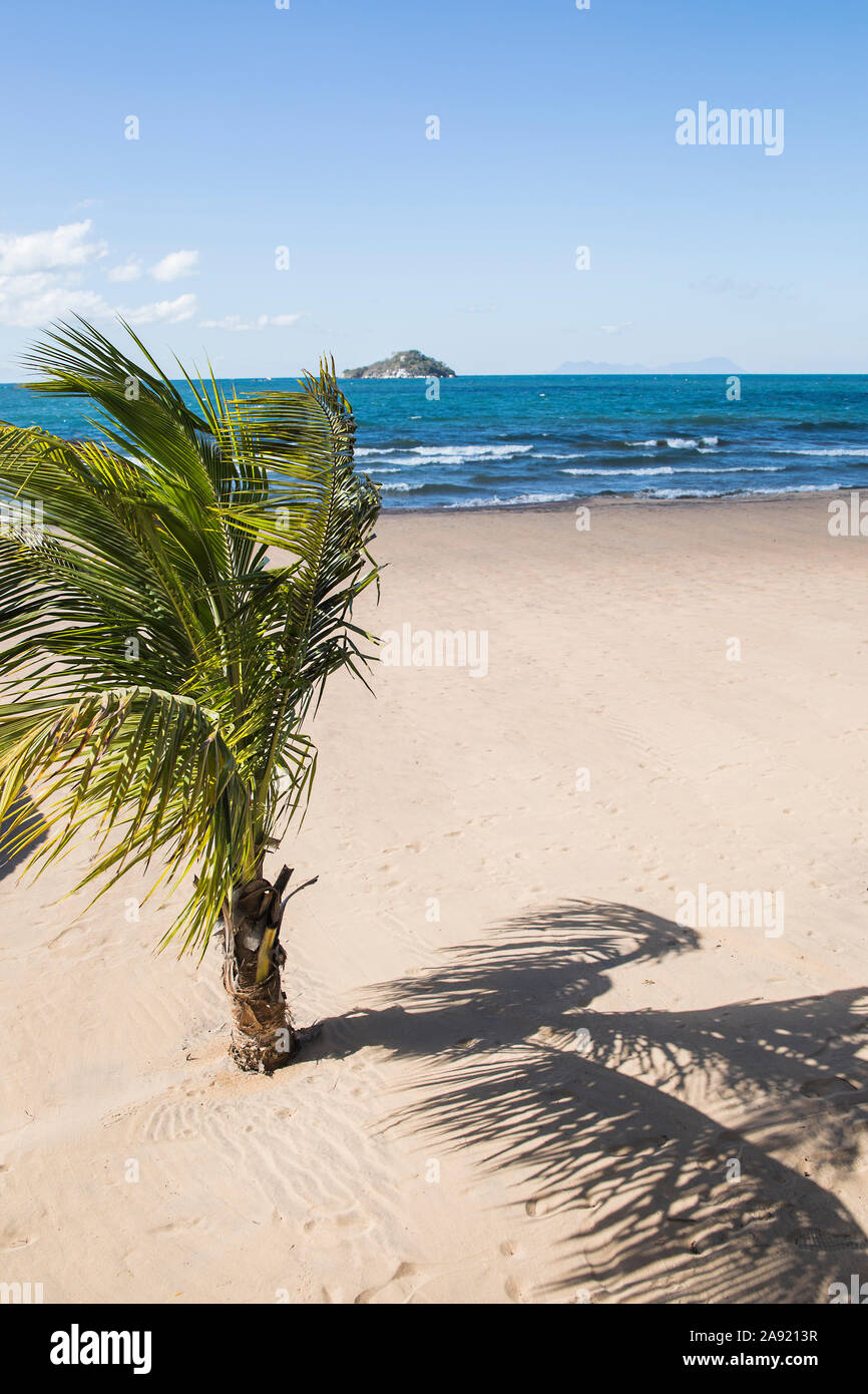 Palm tree on sandy beach Stock Photo - Alamy