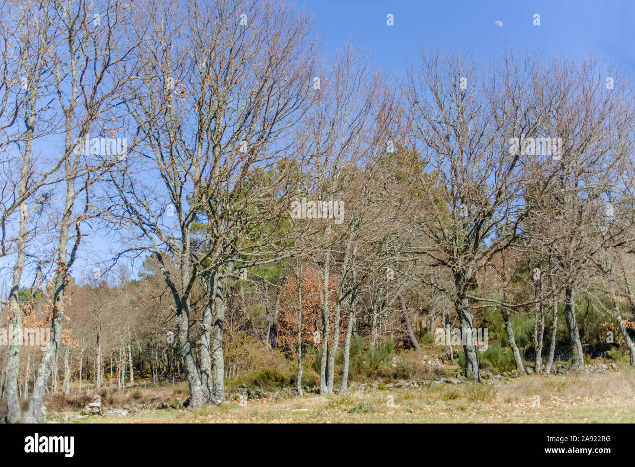Detailed view of the parallel trees in the middle at the woods, typical ...