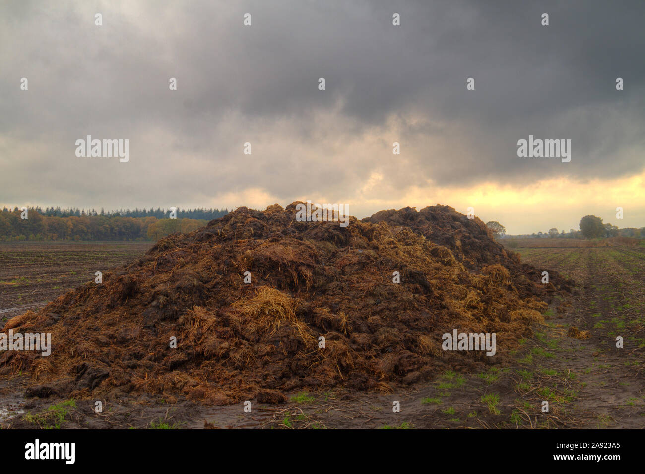 Organic farming: heap of manure mixed with straw on a field Stock Photo