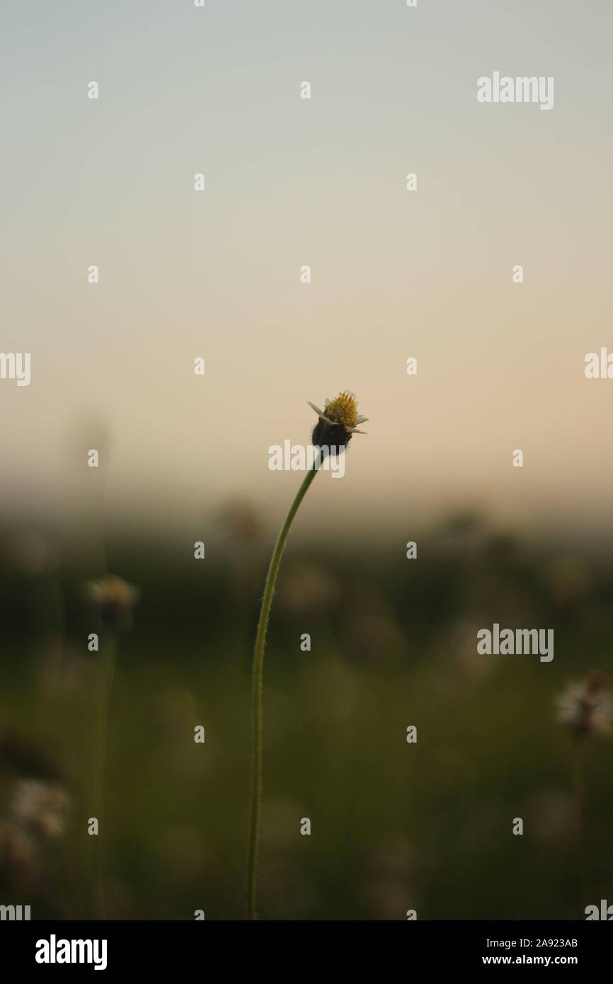 Close up wild flower hi-res stock photography and images - Alamy