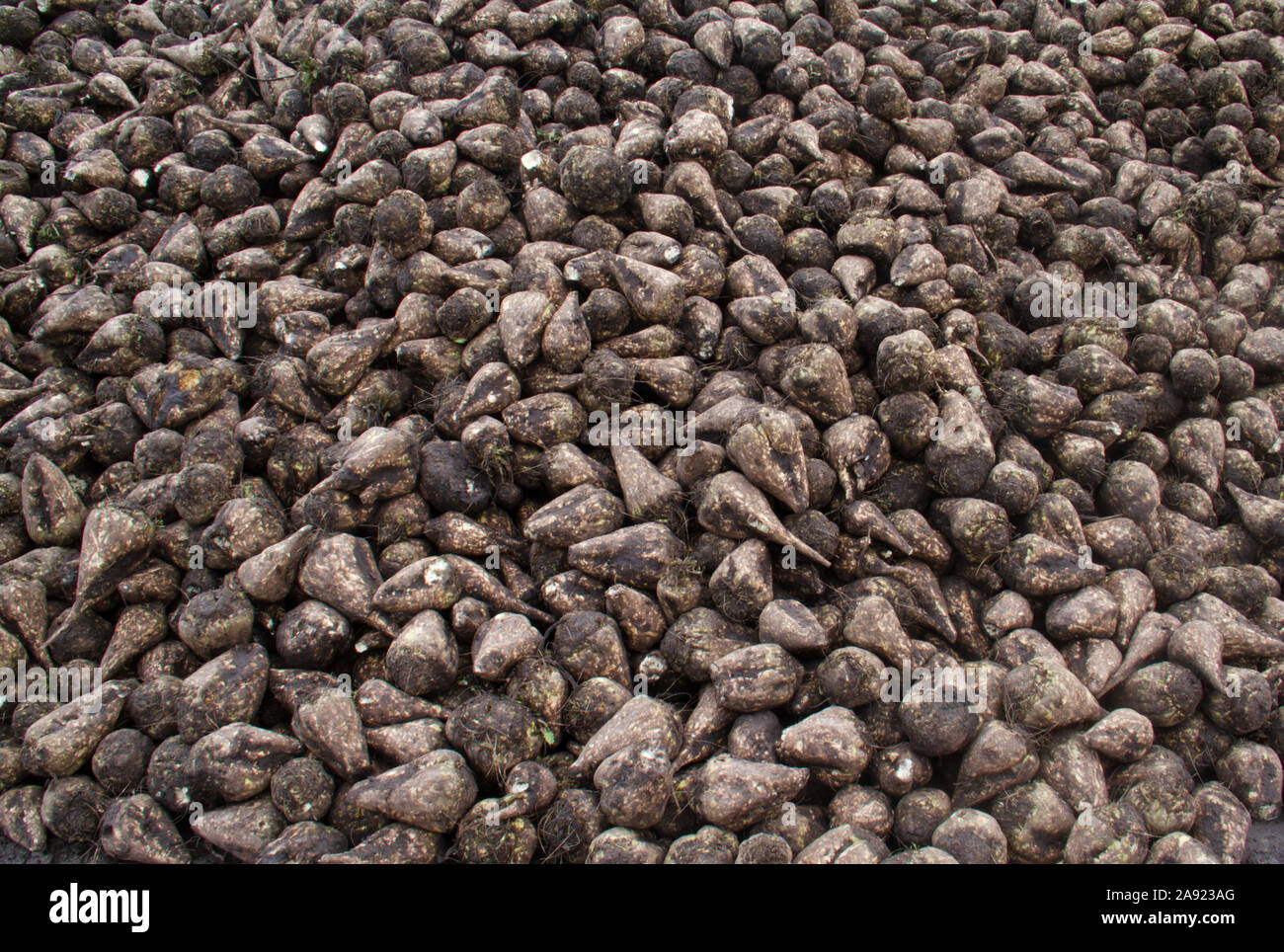 Heap of Sugar beet in autumn after harvest Stock Photo