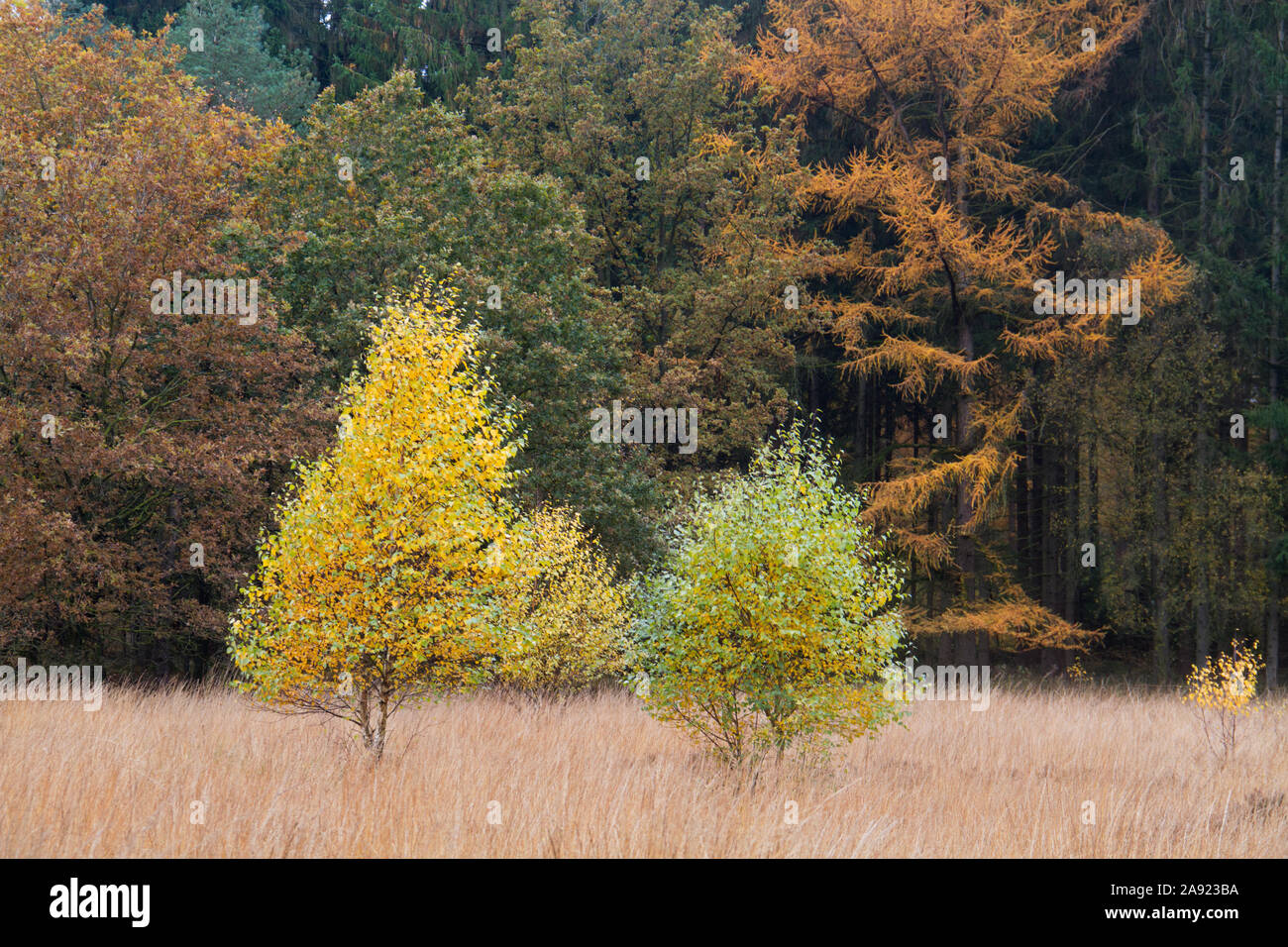 Young Birch trees in autumn colors a heath, grown with Purple moor grass, in the background a forest Stock Photo