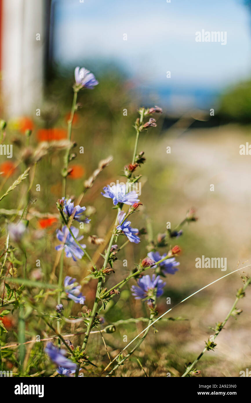 Wildflowers foreground hi-res stock photography and images - Alamy