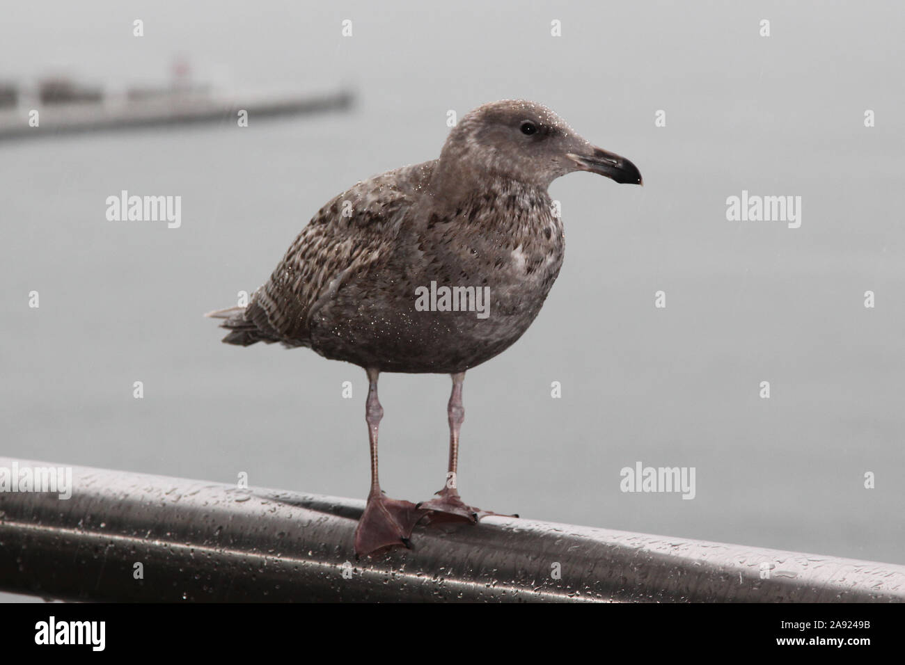 A European herring gull (Larus argentatus) seagull rests on railing along the Seawall Water Walk on Vancouver's Harbour front, British Columbia, Canad Stock Photo