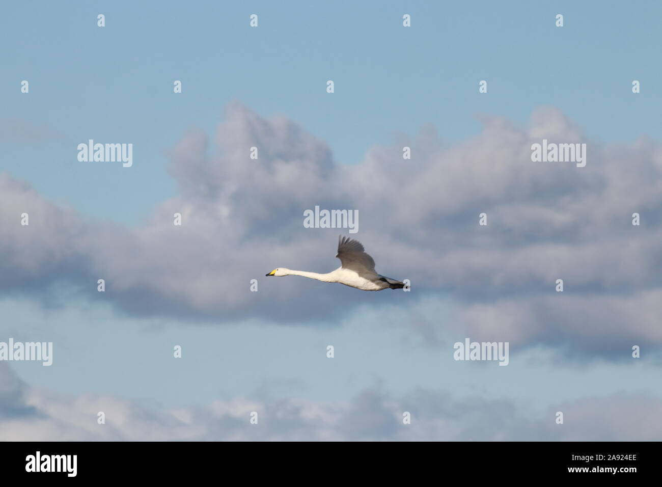 Swan flying in sky Stock Photo Alamy