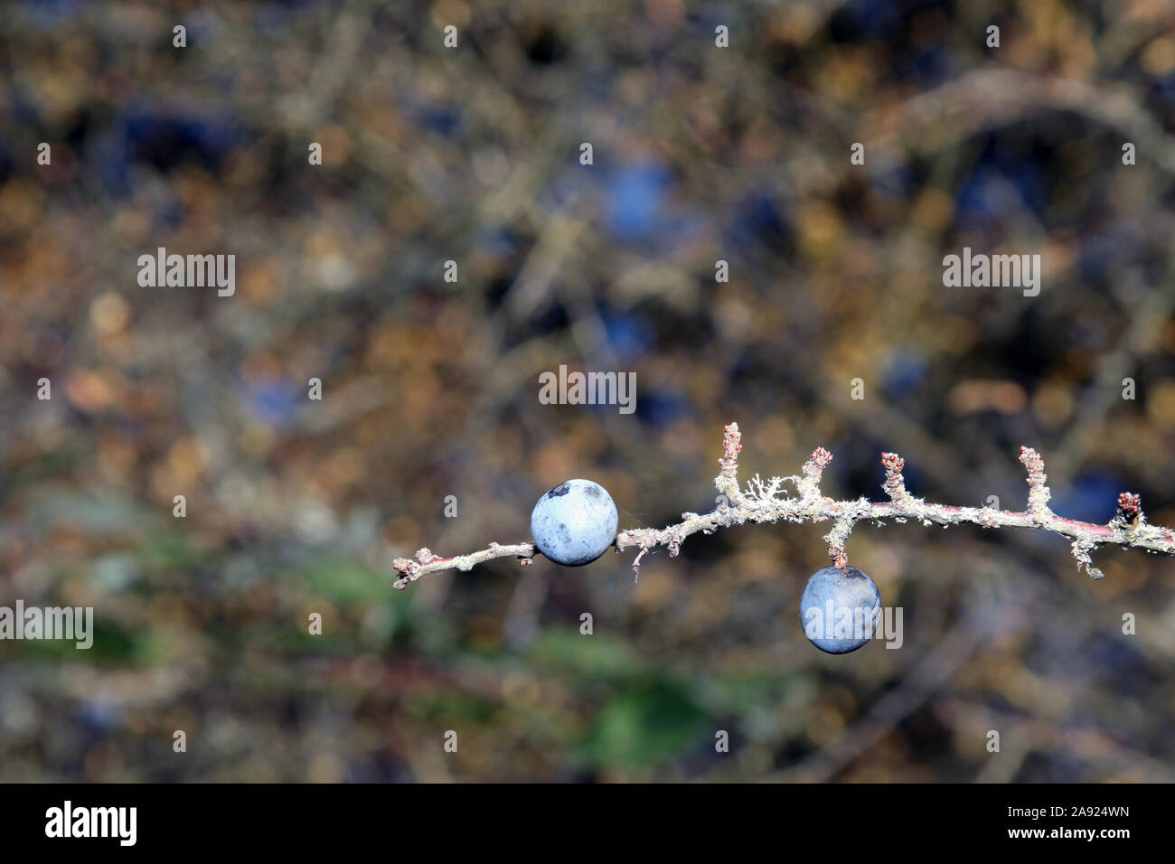 Sloe Berries (Prunus spinosa) Blackthorn growing on branch in late