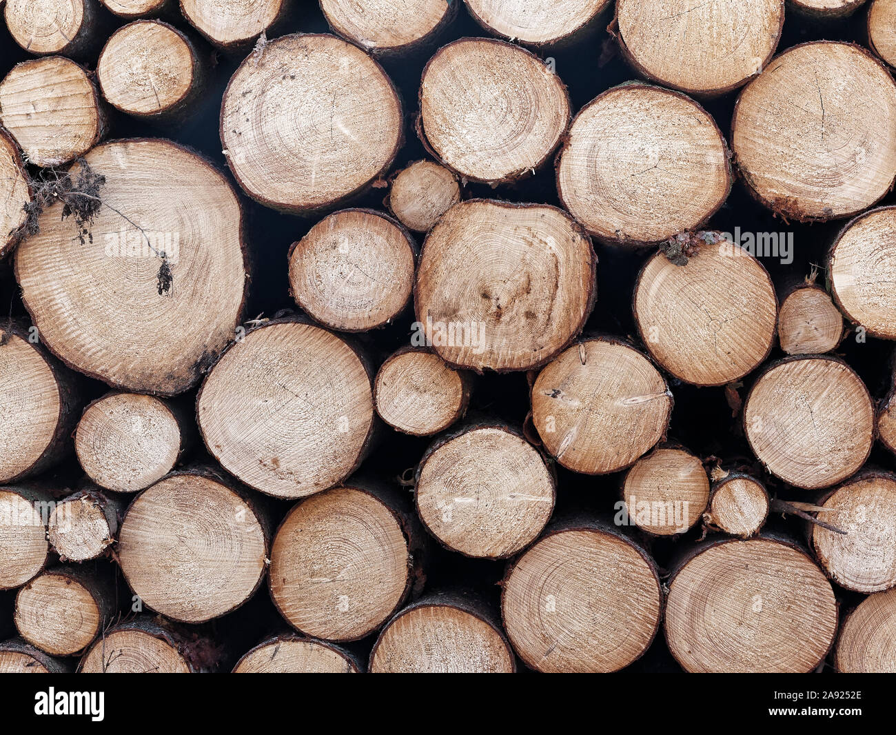 Clean cut stack of wood logs Stock Photo Alamy