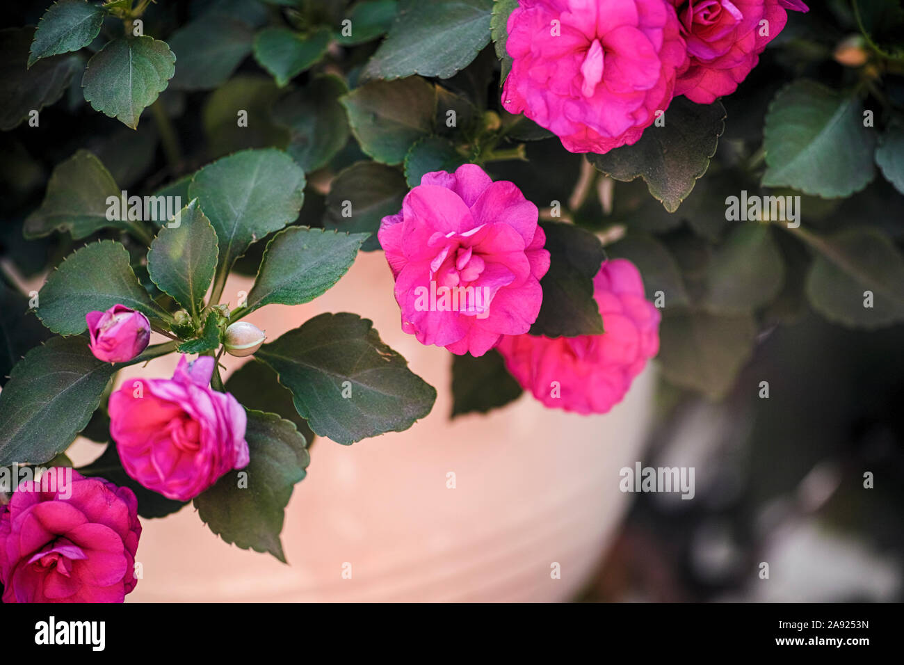 Pink Begonia flowering in pot. Close-up. Stock Photo