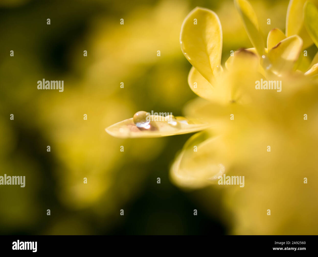 Water droplets on a yellow leaf Stock Photo