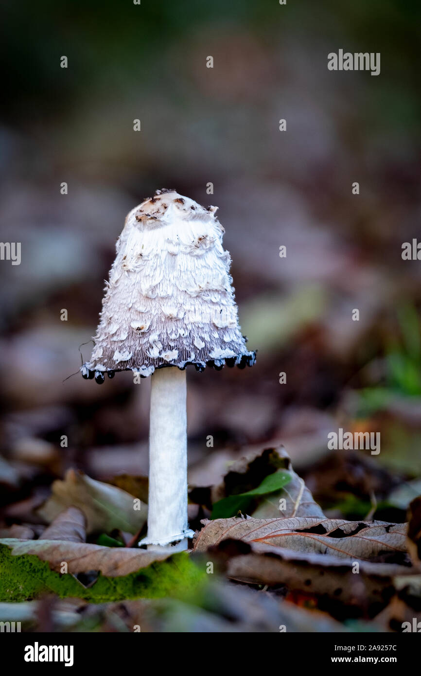 White color mushroom hi-res stock photography and images - Alamy