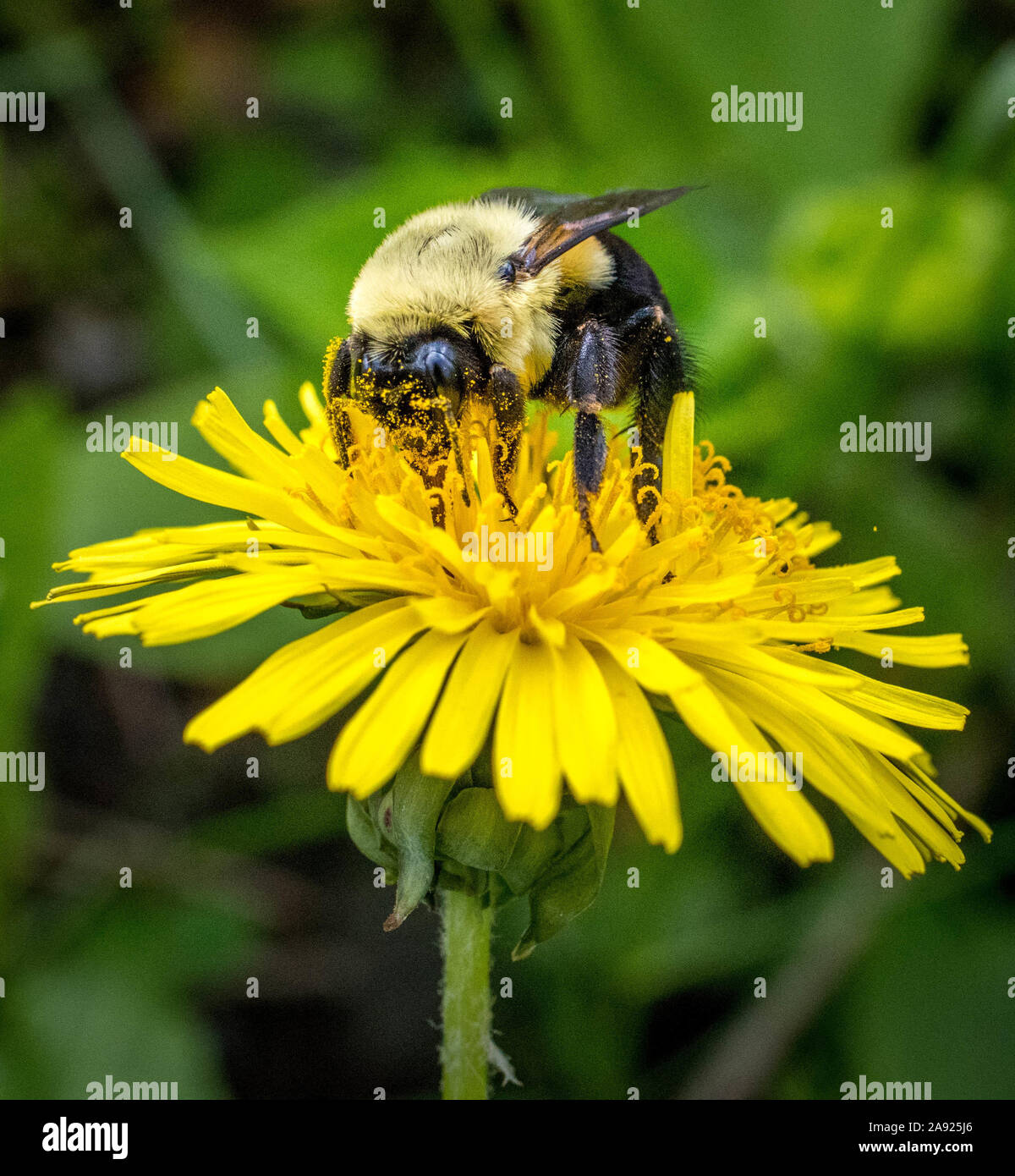 bumblebee with pollen on a dandelion leaf Stock Photo