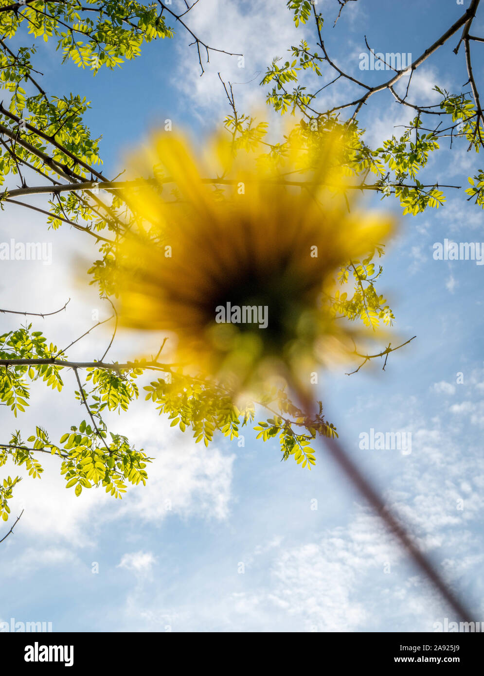 dandelion blurred with a tree background Stock Photo