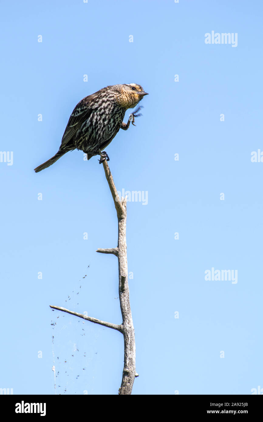 Bird scratching hires stock photography and images Alamy