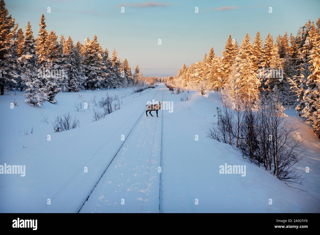 Deer on train tracks Stock Photo