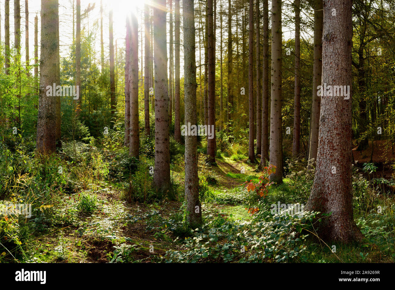 Autumn forest with spruce trees and bright sunlight in the fog Stock Photo