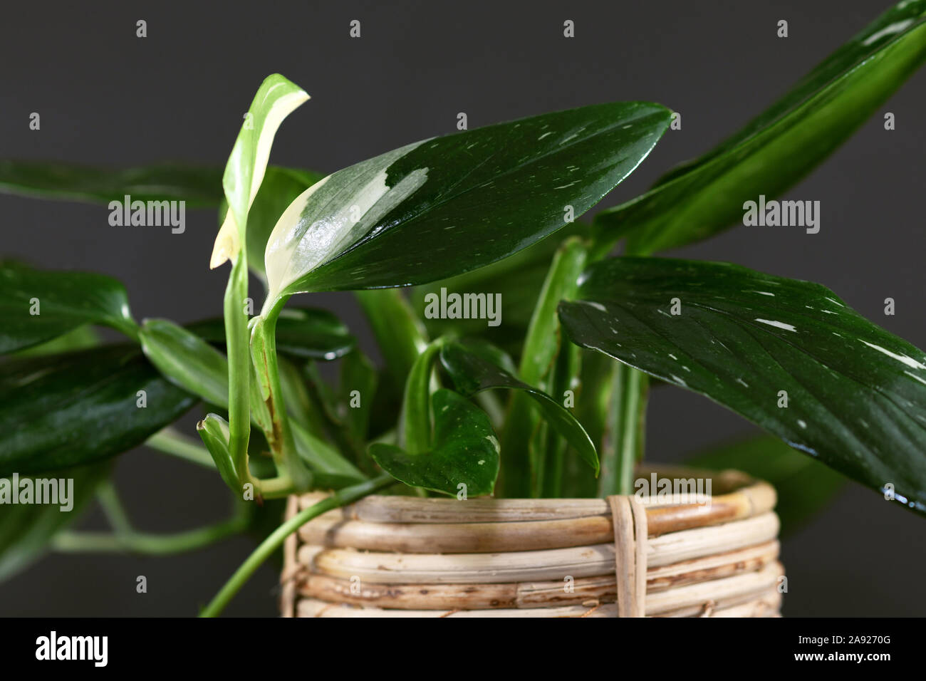 Close up of tropical 'Monstera Standleyana', also called 'Philodendron Cobra'  house plant with narrow dark green leaves with white variegation Stock  Photo - Alamy