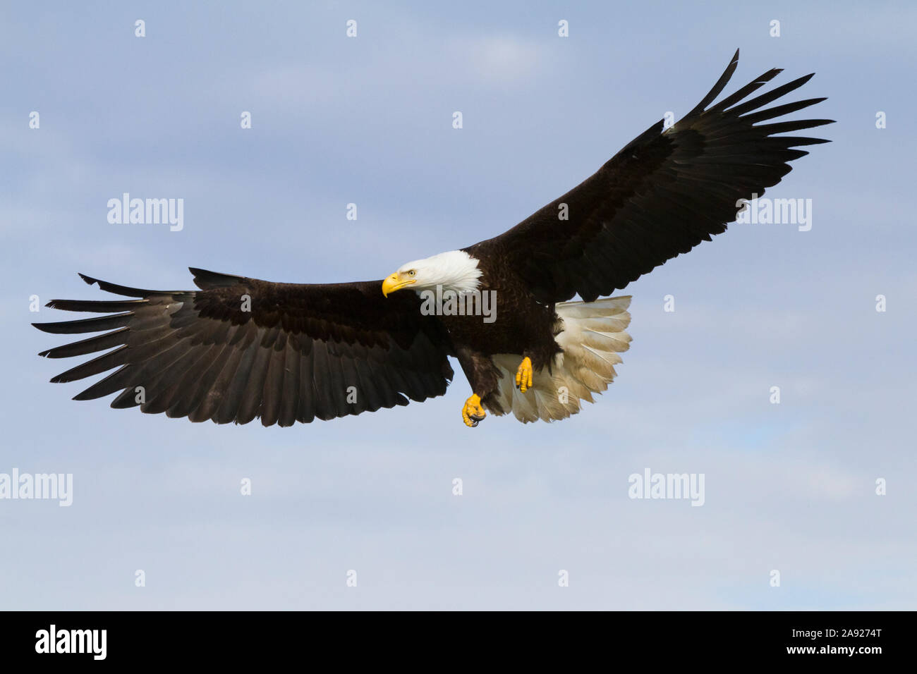 A Mature Bald Eagle Spreads Its Wings And Prepares To Land, Homer Spit, Kenai Peninsula, Southcentral Alaska, Spring Stock Photo