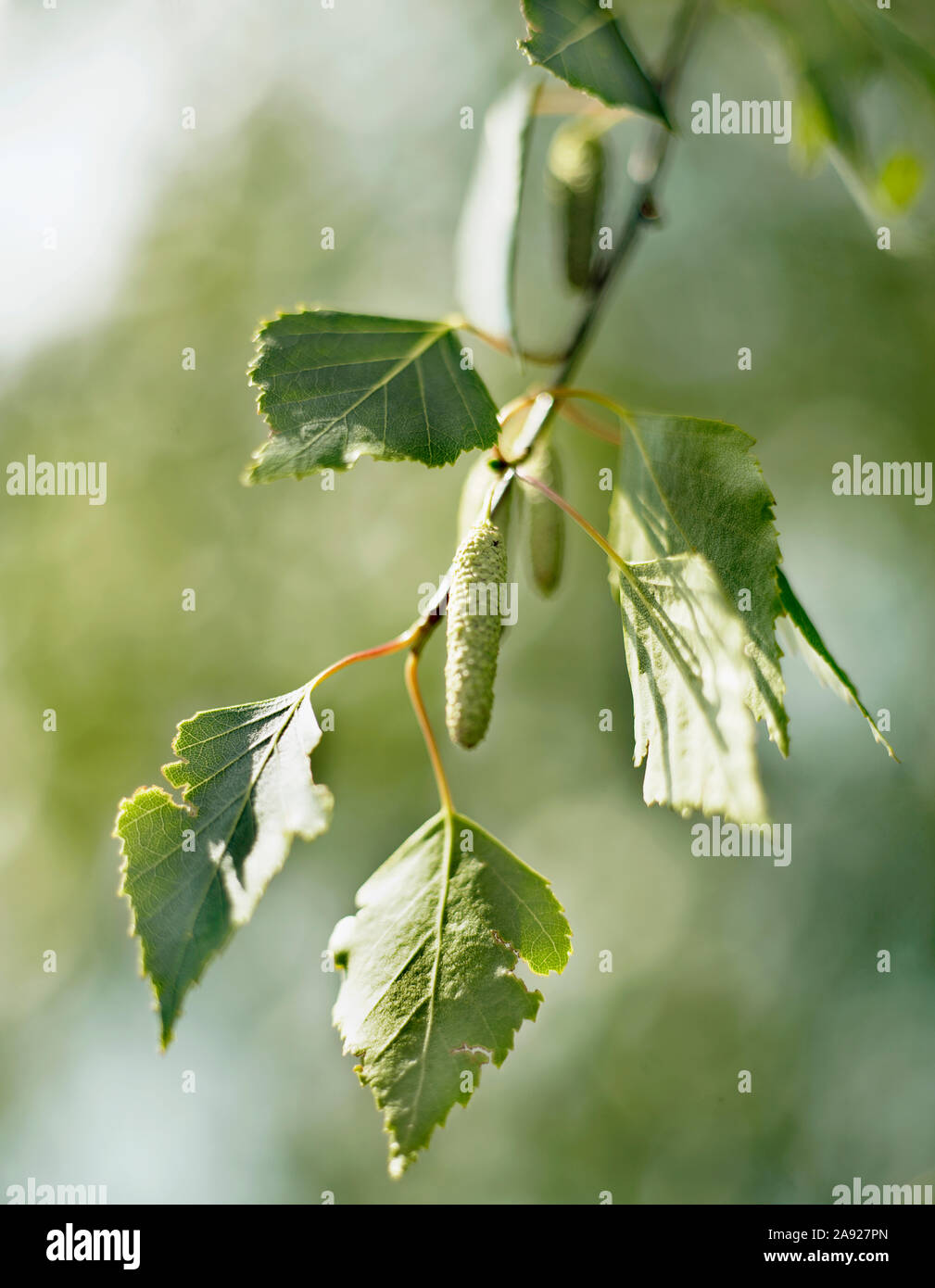 White Birch Tree Bark Close-up Stock Image - Image of outdoors, season:  181631179