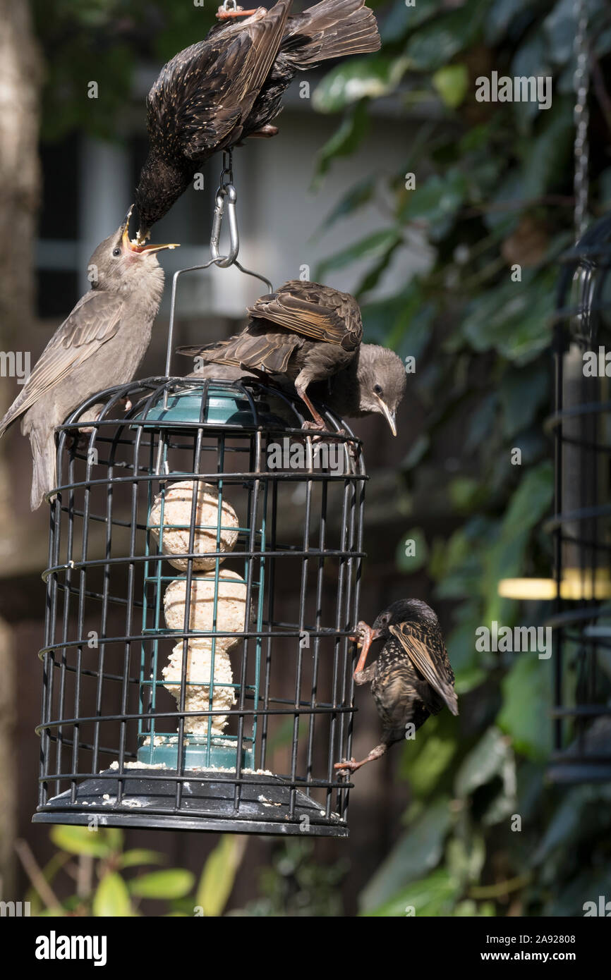 An adult starling feeds one of it's young on a birdfeeder. (Sturnus vulgaris) Stock Photo