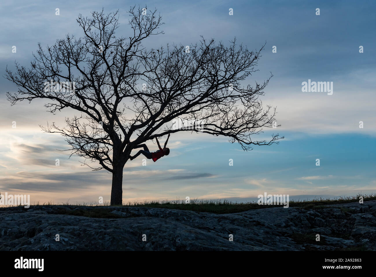 Oak Tree Silhouette High Resolution Stock Photography and Images - Alamy