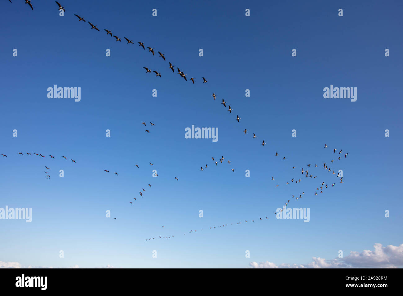 Migrating Geese at The Suffolk Coast Stock Photo