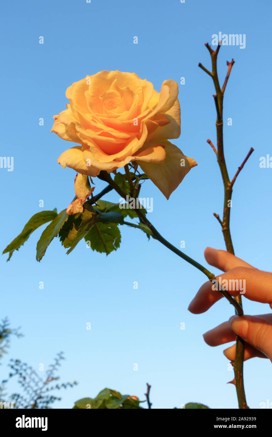 Hand rose sky hi-res stock photography and images - Alamy