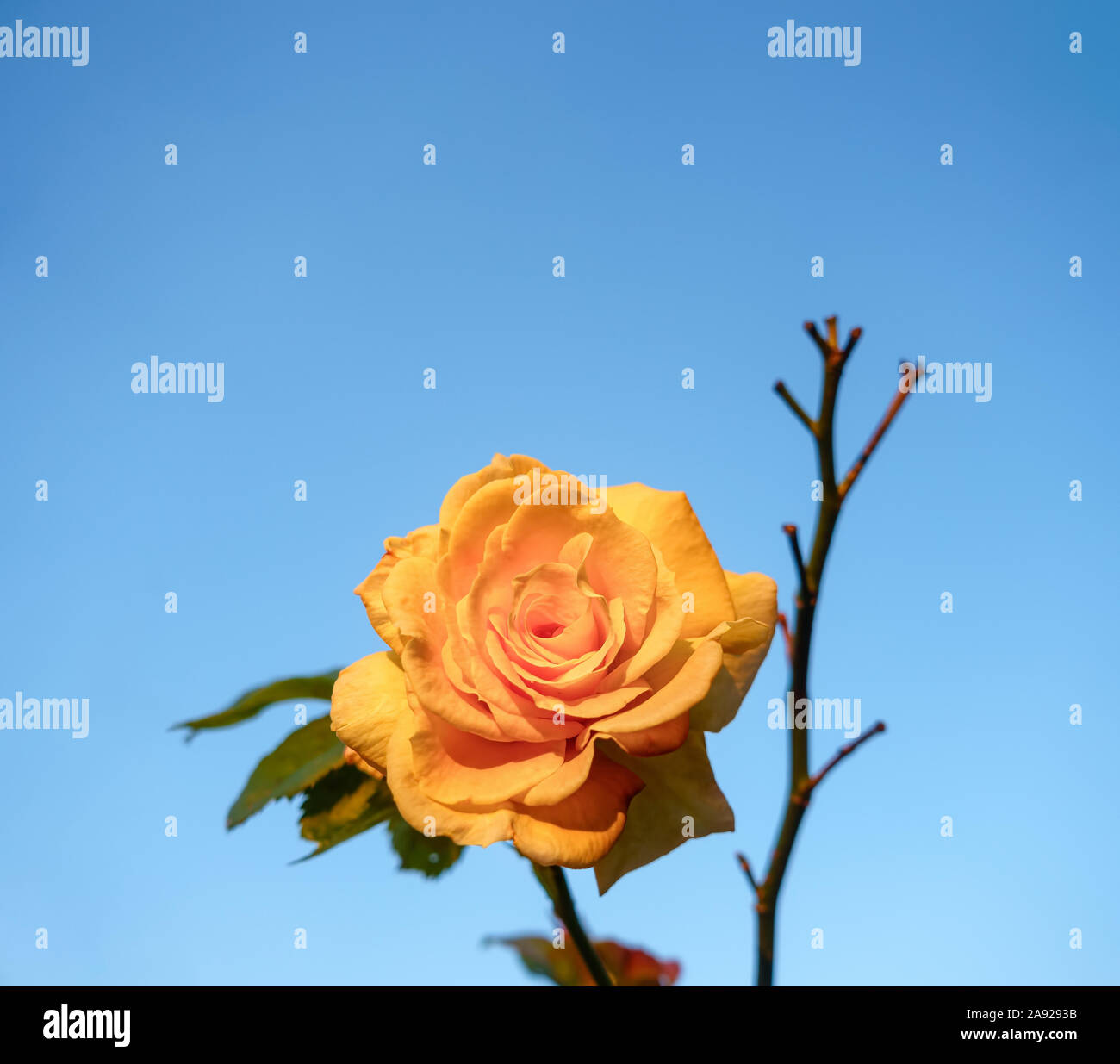 Hand rose sky hi-res stock photography and images - Alamy