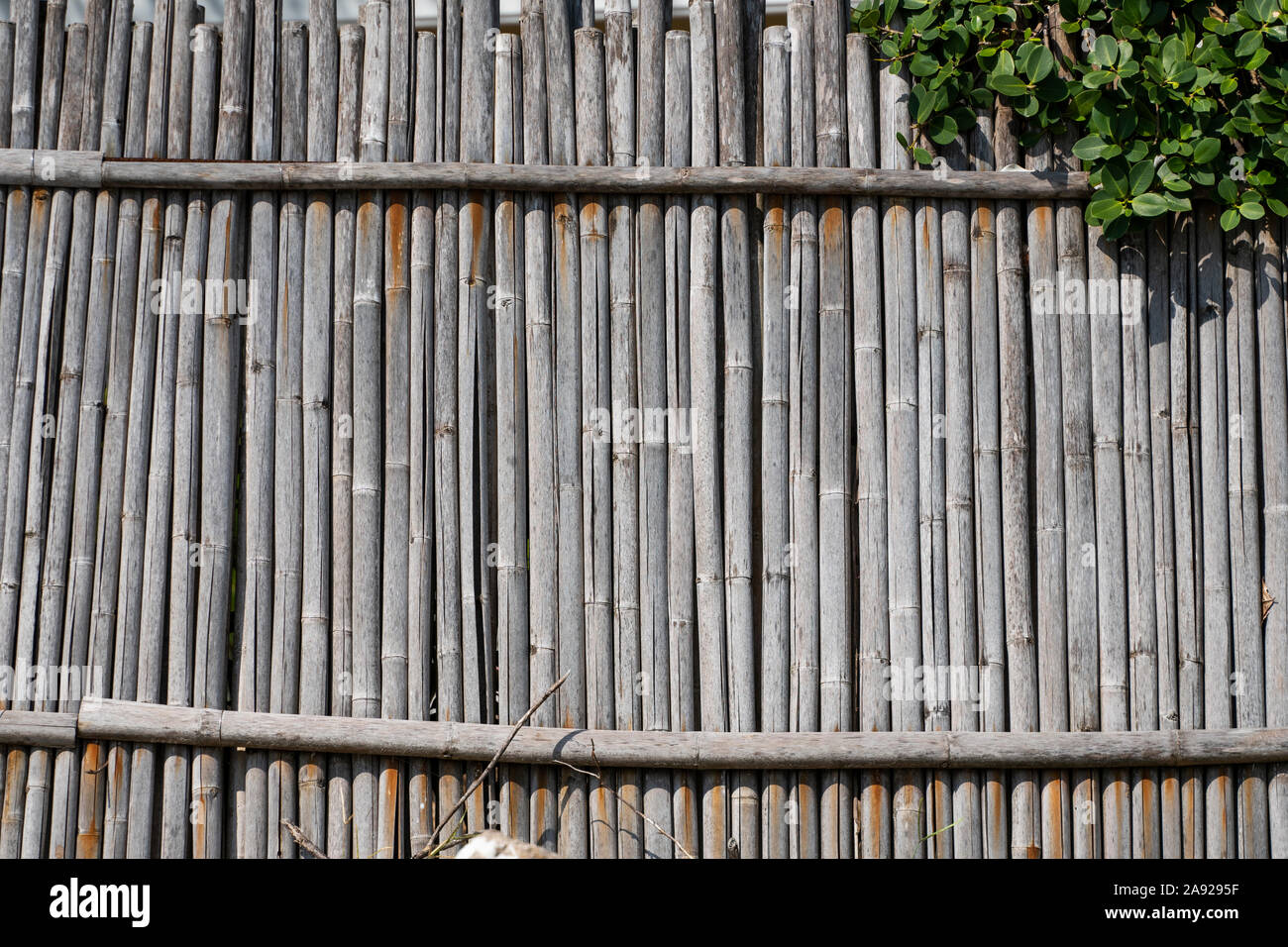Dry bamboo fence with a plants which growing on it. Eco natural background concept. Stock Photo